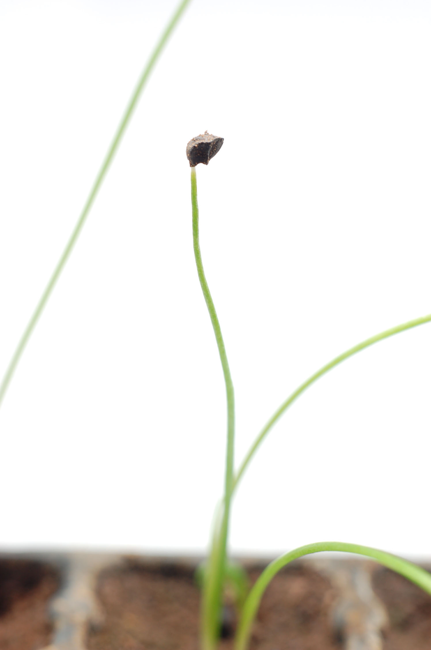 ネギ 葱 の種まき方法 時期 発芽適温 発芽日数 種類 関東 関西 花のネギ坊主から種を取る 発芽しない ガーデニングサプリ